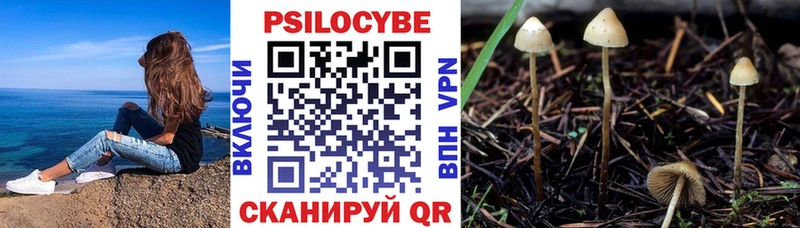 Псилоцибиновые грибы Cubensis закладки Великий Устюг